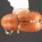 female | Image Author: TH Atkinson | Florida State Collection of Arthropods, Gainesville, Florida | St. Paul Parish, Mt. Joy, ATRC, Springfield | Collection: Texas A&M University Insect Collection