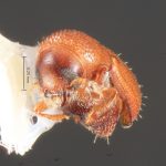 female | Image Author: TH Atkinson | Florida State Collection of Arthropods, Gainesville, Florida | St. Paul Parish, Mt. Joy, ATRC, Springfield | Collection: Texas A&M University Insect Collection