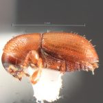 female | Image Author: TH Atkinson | Florida State Collection of Arthropods, Gainesville, Florida | St. Paul Parish, Mt. Joy, ATRC, Springfield | Collection: Texas A&M University Insect Collection