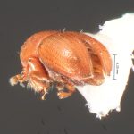 female | Image Author: TH Atkinson | Florida State Collection of Arthropods, Gainesville, Florida | St. Paul Parish, Mt. Joy, ATRC, Springfield | Collection: Texas A&M University Insect Collection