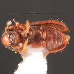 female | Image Author: TH Atkinson | Florida State Collection of Arthropods, Gainesville, Florida | St. Paul Parish, Mt. Joy, ATRC, Springfield | Collection: Texas A&M University Insect Collection