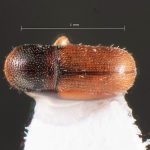 male | Image Author: TH Atkinson | Florida State Collection of Arthropods, Gainesville, Florida | Zirimícuaro | Collection: University of Texas Insect Collection