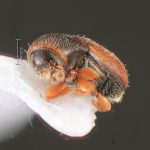male | Image Author: TH Atkinson | Florida State Collection of Arthropods, Gainesville, Florida | Zirimícuaro | Collection: University of Texas Insect Collection