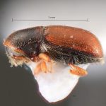 male | Image Author: TH Atkinson | Florida State Collection of Arthropods, Gainesville, Florida | Zirimícuaro | Collection: University of Texas Insect Collection