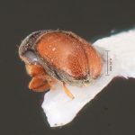 male | Image Author: TH Atkinson | Florida State Collection of Arthropods, Gainesville, Florida | Zirimícuaro | Collection: University of Texas Insect Collection