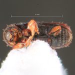 male | Image Author: TH Atkinson | Florida State Collection of Arthropods, Gainesville, Florida | Zirimícuaro | Collection: University of Texas Insect Collection