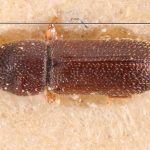 female | Image Author: TH Atkinson | Florida State Collection of Arthropods, Gainesville, Florida | holotype Bostrichips guevinae Schedl | holotype | Manzanar | Collection: Naturhistorisches Museum Wien