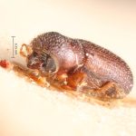 female | Image Author: TH Atkinson | Florida State Collection of Arthropods, Gainesville, Florida | holotype Bostrichips guevinae Schedl | holotype | Manzanar | Collection: Naturhistorisches Museum Wien