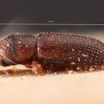 female | Image Author: TH Atkinson | Florida State Collection of Arthropods, Gainesville, Florida | holotype Bostrichips guevinae Schedl | holotype | Manzanar | Collection: Naturhistorisches Museum Wien