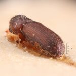 female | Image Author: TH Atkinson | Florida State Collection of Arthropods, Gainesville, Florida | holotype Bostrichips guevinae Schedl | holotype | Manzanar | Collection: Naturhistorisches Museum Wien