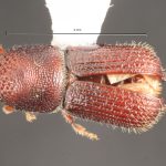 female | Image Author: TH Atkinson | Florida State Collection of Arthropods, Gainesville, Florida | College Station | Collection: Texas A&M University Insect Collection