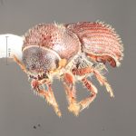 female | Image Author: TH Atkinson | Florida State Collection of Arthropods, Gainesville, Florida | College Station | Collection: Texas A&M University Insect Collection
