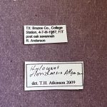 female | Image Author: TH Atkinson | Florida State Collection of Arthropods, Gainesville, Florida | College Station | Collection: Texas A&M University Insect Collection