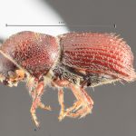 female | Image Author: TH Atkinson | Florida State Collection of Arthropods, Gainesville, Florida | College Station | Collection: Texas A&M University Insect Collection