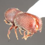 female | Image Author: TH Atkinson | Florida State Collection of Arthropods, Gainesville, Florida | College Station | Collection: Texas A&M University Insect Collection