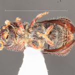 female | Image Author: TH Atkinson | Florida State Collection of Arthropods, Gainesville, Florida | College Station | Collection: Texas A&M University Insect Collection