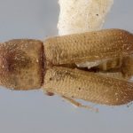 female | Image Author: J Buffam |  Canadian National Collection of Insects, Arachnids and Nematodes, Agriculture and Agri-Food Canada, | holotype Micracis populi Swaine. CNCType9275# | holotype | Ithaca | Collection: Canadian National Collection of Insects, Arachnids and Nematodes