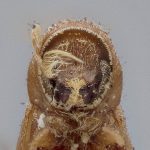 female | Image Author: J Buffam |  Canadian National Collection of Insects, Arachnids and Nematodes, Agriculture and Agri-Food Canada, | holotype Micracis populi Swaine. CNCType9275# | holotype | Ithaca | Collection: Canadian National Collection of Insects, Arachnids and Nematodes