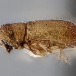 female | Image Author: J Buffam |  Canadian National Collection of Insects, Arachnids and Nematodes, Agriculture and Agri-Food Canada, | holotype Micracis populi Swaine. CNCType9275# | holotype | Ithaca | Collection: Canadian National Collection of Insects, Arachnids and Nematodes
