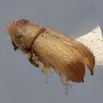 female | Image Author: J Buffam |  Canadian National Collection of Insects, Arachnids and Nematodes, Agriculture and Agri-Food Canada, | holotype Micracis populi Swaine. CNCType9275# | holotype | Ithaca | Collection: Canadian National Collection of Insects, Arachnids and Nematodes
