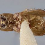 female | Image Author: J Buffam |  Canadian National Collection of Insects, Arachnids and Nematodes, Agriculture and Agri-Food Canada, | holotype Micracis populi Swaine. CNCType9275# | holotype | Ithaca | Collection: Canadian National Collection of Insects, Arachnids and Nematodes