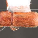 female | Image Author: TH Atkinson | Florida State Collection of Arthropods, Gainesville, Florida | Austin | Collection: University of Texas Insect Collection