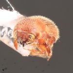 female | Image Author: TH Atkinson | Florida State Collection of Arthropods, Gainesville, Florida | Austin | Collection: University of Texas Insect Collection