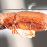 female | Image Author: TH Atkinson | Florida State Collection of Arthropods, Gainesville, Florida | Austin | Collection: University of Texas Insect Collection