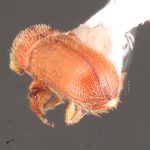female | Image Author: TH Atkinson | Florida State Collection of Arthropods, Gainesville, Florida | Austin | Collection: University of Texas Insect Collection