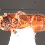 female | Image Author: TH Atkinson | Florida State Collection of Arthropods, Gainesville, Florida | Austin | Collection: University of Texas Insect Collection