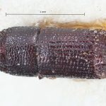 male | Image Author: TH Atkinson | Florida State Collection of Arthropods, Gainesville, Florida | Venezuela (country / region) | Collection: British Museum (Natural History)
