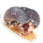 male | Image Author: TH Atkinson | Florida State Collection of Arthropods, Gainesville, Florida | Venezuela (country / region) | Collection: British Museum (Natural History)