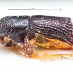 male | Image Author: TH Atkinson | Florida State Collection of Arthropods, Gainesville, Florida | Venezuela (country / region) | Collection: British Museum (Natural History)