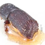 male | Image Author: TH Atkinson | Florida State Collection of Arthropods, Gainesville, Florida | Venezuela (country / region) | Collection: British Museum (Natural History)