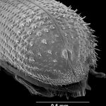 male | Image Author: TH Atkinson | Florida State Collection of Arthropods, Gainesville, Florida | paratype  Hylocurus floridensis  Atkinson | paratype | Branford | Collection: Texas A&M University Insect Collection