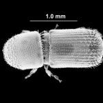 male | Image Author: TH Atkinson | Florida State Collection of Arthropods, Gainesville, Florida | paratype  Hylocurus floridensis  Atkinson | paratype | Branford | Collection: Texas A&M University Insect Collection