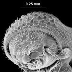 male | Image Author: TH Atkinson | Florida State Collection of Arthropods, Gainesville, Florida | paratype  Hylocurus floridensis  Atkinson | paratype | Branford | Collection: Texas A&M University Insect Collection