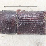 male | Image Author: TH Atkinson | Florida State Collection of Arthropods, Gainesville, Florida | holotype Hylocurus retusipennis Blandford | holotype | Brazil (country / region) | Collection: British Museum (Natural History)