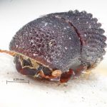 male | Image Author: TH Atkinson | Florida State Collection of Arthropods, Gainesville, Florida | holotype Hylocurus retusipennis Blandford | holotype | Brazil (country / region) | Collection: British Museum (Natural History)