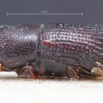 male | Image Author: TH Atkinson | Florida State Collection of Arthropods, Gainesville, Florida | holotype Hylocurus retusipennis Blandford | holotype | Brazil (country / region) | Collection: British Museum (Natural History)