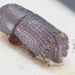 male | Image Author: TH Atkinson | Florida State Collection of Arthropods, Gainesville, Florida | holotype Hylocurus retusipennis Blandford | holotype | Brazil (country / region) | Collection: British Museum (Natural History)