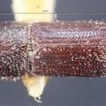 female | Image Author: TH Atkinson | Florida State Collection of Arthropods, Gainesville, Florida | top of 3 specimens on pin | Nova Teutonia | Collection: British Museum (Natural History)