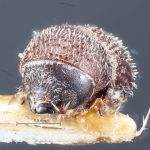 female | Image Author: TH Atkinson | Florida State Collection of Arthropods, Gainesville, Florida | top of 3 specimens on pin | Nova Teutonia | Collection: British Museum (Natural History)