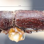 female | Image Author: TH Atkinson | Florida State Collection of Arthropods, Gainesville, Florida | top of 3 specimens on pin | Nova Teutonia | Collection: British Museum (Natural History)