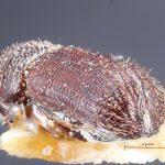 female | Image Author: TH Atkinson | Florida State Collection of Arthropods, Gainesville, Florida | top of 3 specimens on pin | Nova Teutonia | Collection: British Museum (Natural History)
