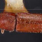 female | Image Author: TH Atkinson | Florida State Collection of Arthropods, Gainesville, Florida | holotype Micracis evanescens Wood 1956 | holotype | El Salto, 48 km SW  | Collection: Snow Entomological Museum, Univ. Kansas