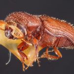 female | Image Author: TH Atkinson | Florida State Collection of Arthropods, Gainesville, Florida | holotype Micracis evanescens Wood 1956 | holotype | El Salto, 48 km SW  | Collection: Snow Entomological Museum, Univ. Kansas