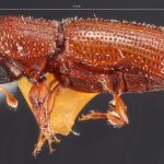 female | Image Author: TH Atkinson | Florida State Collection of Arthropods, Gainesville, Florida | holotype Micracis evanescens Wood 1956 | holotype | El Salto, 48 km SW  | Collection: Snow Entomological Museum, Univ. Kansas