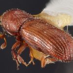 female | Image Author: TH Atkinson | Florida State Collection of Arthropods, Gainesville, Florida | holotype Micracis evanescens Wood 1956 | holotype | El Salto, 48 km SW  | Collection: Snow Entomological Museum, Univ. Kansas