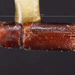 female | Image Author: TH Atkinson | Florida State Collection of Arthropods, Gainesville, Florida | holotype Micracis ovatus Wood 1956 | holotype | Teziutlan, 5 mi NE | Collection: Snow Entomological Museum, Univ. Kansas